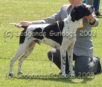 3rd Open Dog